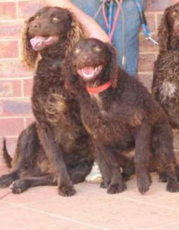 Murray River Curly Coated Retriever Breed Information: History, Health ...